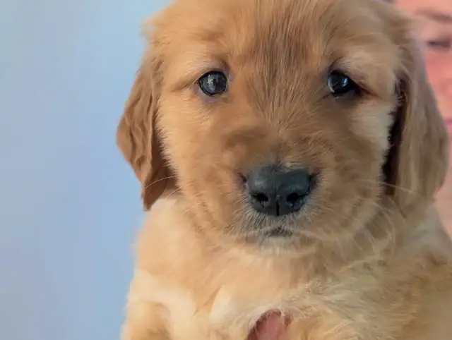 pure-bred Golden Retriever puppies in Dogs & Puppies for Rehoming in Owen Sound - Image 5