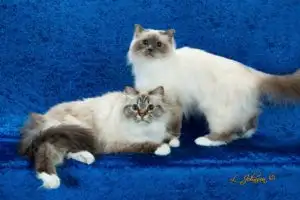 RARE Purebred Birman kittens