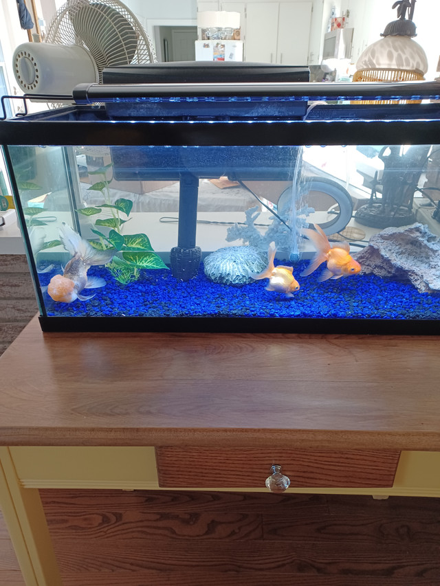 Looking for some aquarium plants for my 20 gallon aquarium with in Fish for Rehoming in Oshawa / Durham Region - Image 2