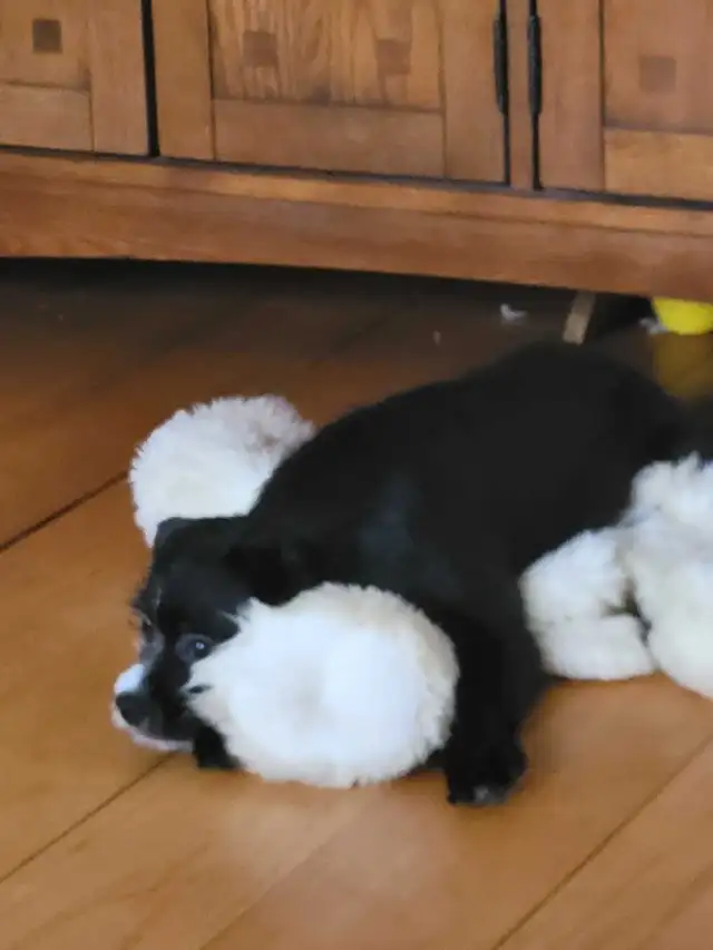 UPDATE!!! Crested Hairless Bostons , price reduced! in Dogs & Puppies for Rehoming in Norfolk County - Image 9