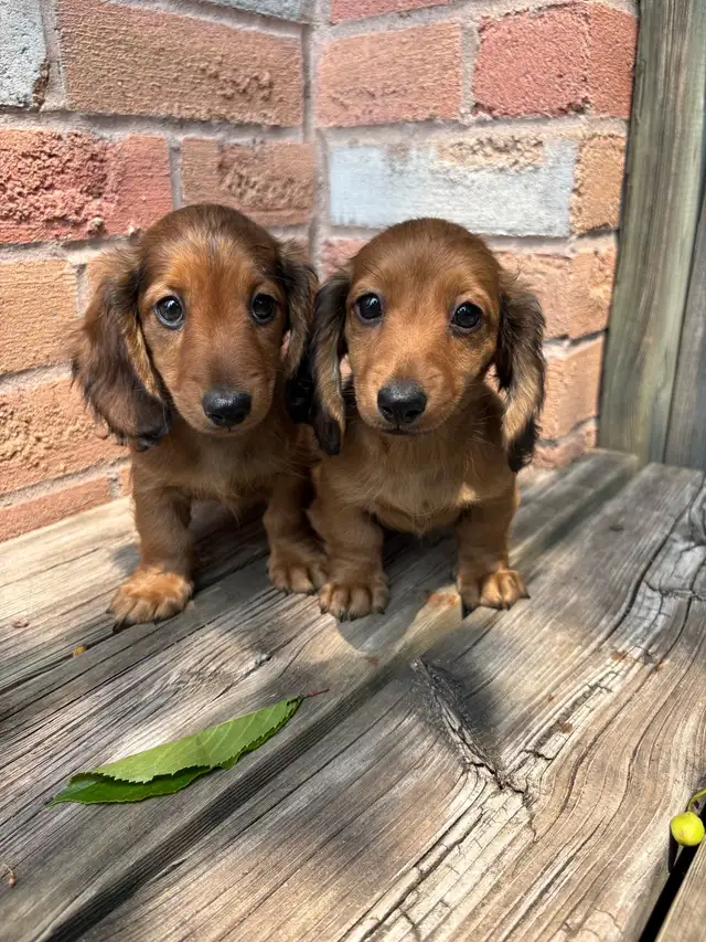Mini Dachshund in Dogs & Puppies for Rehoming in Markham / York Region - Image 5