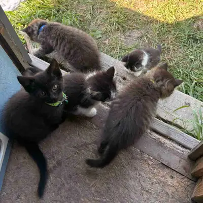 5 Rescued Kittens - all boys, View more