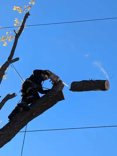 Affordable hedge trimming and Tree pruning/removal, View more