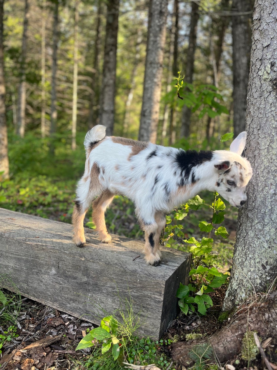 PUREBRED NIGERIAN DWARF BUCKLING | Livestock | Winnipeg | Free local ...