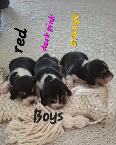 Purebred Beagle puppies for sale, View more