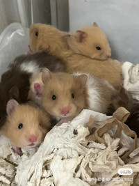 ethically raised pedigree hamsters