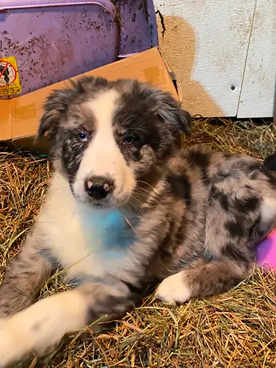 Nous avons 8 beaux chiots croisés à vendre 450$ chacun non vacciné non vermifugé prêt à partir.Les 3...