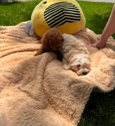 We have a litter of two baby maltipoo's! one girl and one boy, blonde is the boy and red is the girl...