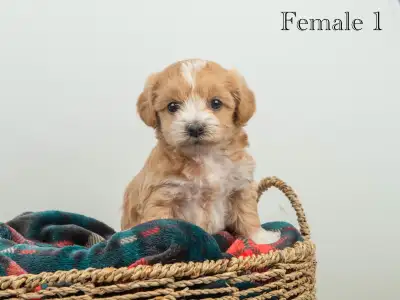 Adorable Maltipoo Puppies for Sale! 3 Reservations Available!, View more