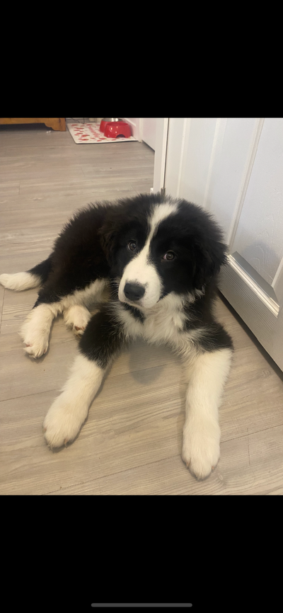 Beautiful puppy for sale 12 weeks old!! Female, View more