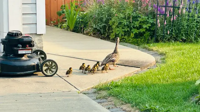 Companionship