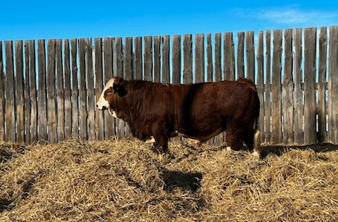 Fullblood Simmental Bulls for Sale in Livestock in Edmonton