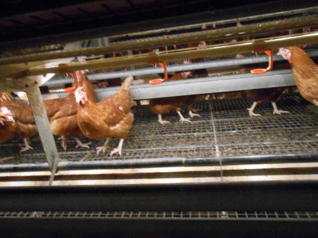 Free Range Laying Hens for Sale!! Please Read in Livestock in Medicine Hat - Image 3