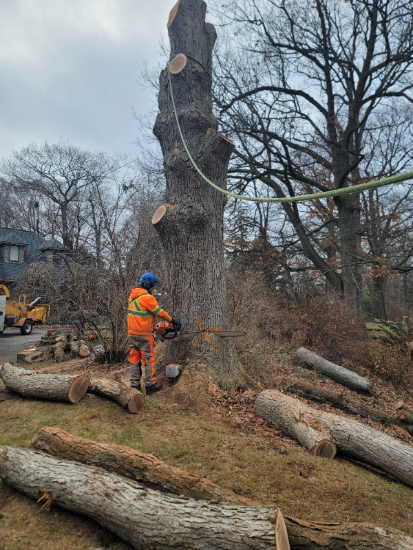 Looking for arborist assistant in Construction & Trades in Hamilton