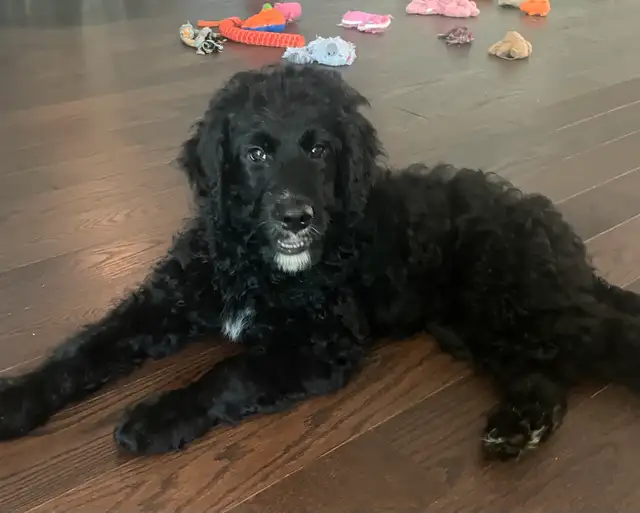 Bernadoodle in Dogs & Puppies for Rehoming in Markham / York Region - Image 2