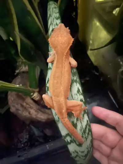 BULK GECKO CLEAR OUT, View more