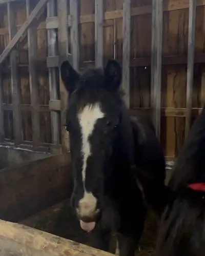 We have a beautiful colt for sale, he was born in may of 2025. His mom is a very friendly Fresion/qu...