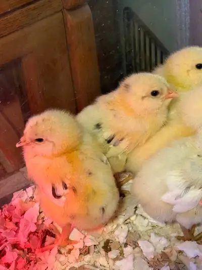 ERMINE CHICKS, View more