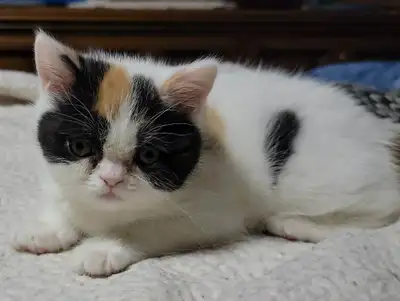 Exotic Short Hair Van Calico Female Kitten, View more