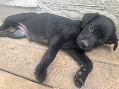 Cane Corso/ German Sheppard Mix, View more