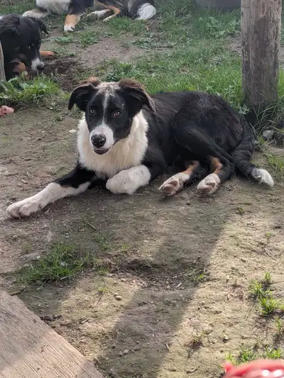 Collie Pup , View more