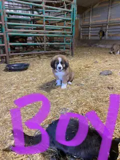 ALL PUPPIES SOLD in Dogs & Puppies for Rehoming in St. Albert - Image 4
