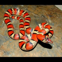 BEAUTIFUL KINGSNAKES, MILKSNAKES & CORNSNAKES