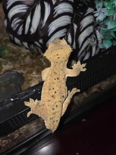 RTB Male Crested Gecko, View more