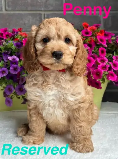F1B Cockapoo puppies, View more