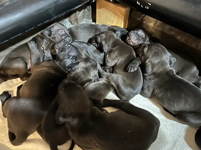 Weimaraner Presa Canario Mastiff Puppies in Dogs & Puppies for Rehoming in St. Catharines - Image 4
