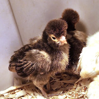 GOLD LACED POLISH CHICKS