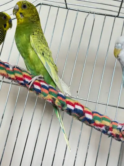 free budgie bird( female), View more