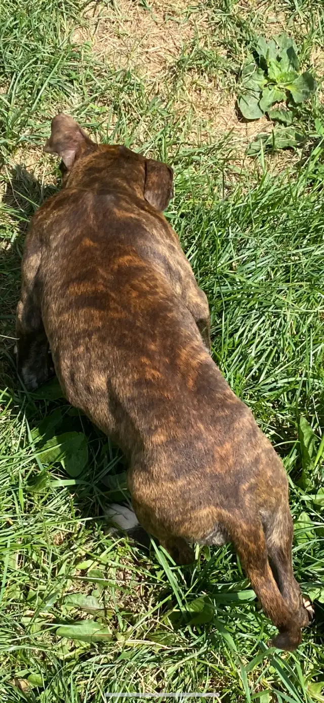 Beautiful Dogo mix pups available good homes in Dogs & Puppies for Rehoming in Mississauga / Peel Region - Image 2