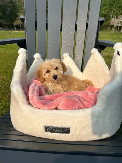 Bichion poodle puppies for sale! There are 3 beautiful puppies 2 males and 1 female (the female is t...