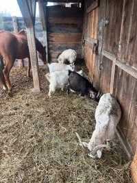 Pygmy goats  2 females
