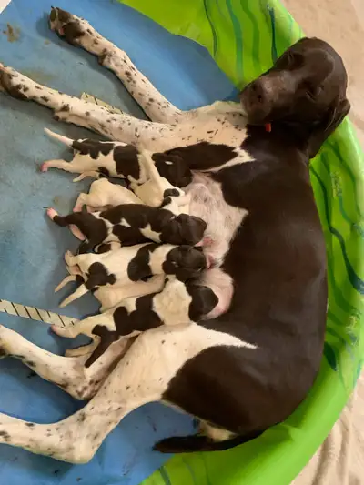 (GSP ). German Shorthaired Pointer CKC  Registered puppies !, View more