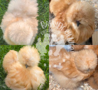 Bearded & crested purebred Silkie chicken hatching eggs