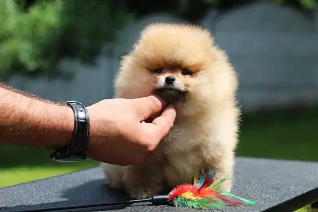 Pomeranian in Dogs & Puppies for Rehoming in City of Toronto - Image 6
