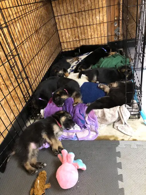 *Due to change in circumstances we have 1 male and1 female puppy left for adoption* please message G...