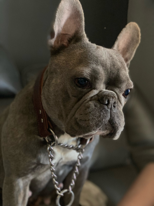 French Bulldog in Dogs & Puppies for Rehoming in Edmonton - Image 3
