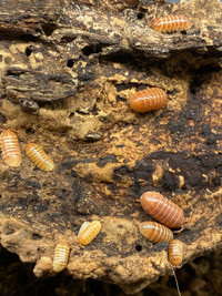 Armadillidium Punta Cana Tangerine