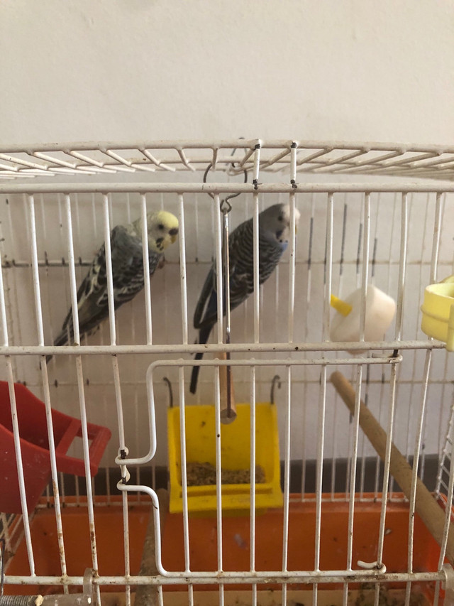 Budges for sale  in Birds for Rehoming in Winnipeg - Image 3