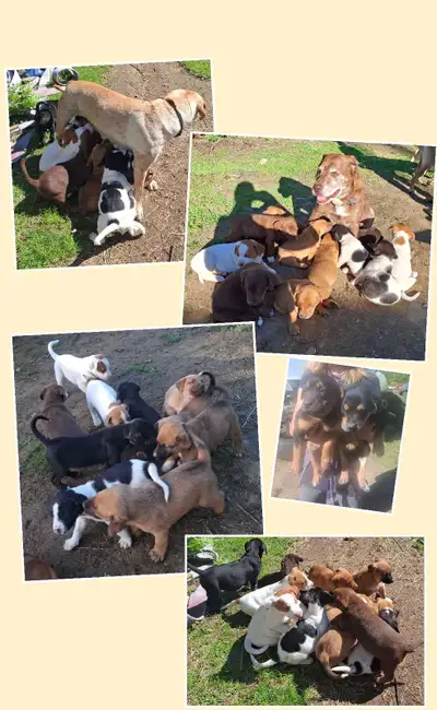 Gorgeous Puppies!, View more