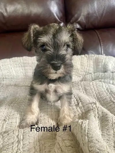 Pure Minature Schnauzer Puppies, View more