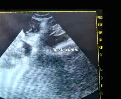 Ultrasound Service, View more