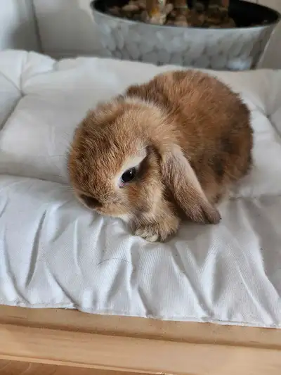 bébé lapin belier nain hollandais , View more