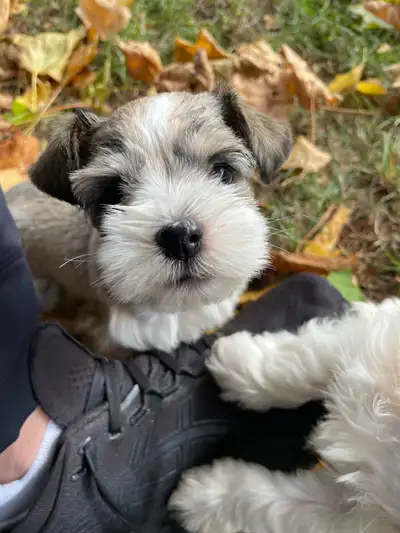 Female Toy Schnauzer, View more