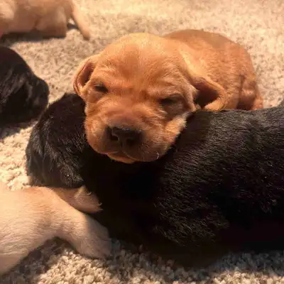 Lab Puppies!, View more