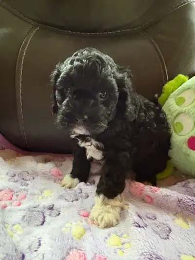 chiot Cavapoo , View more