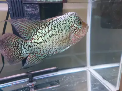 Flowerhorn Cichlid, View more
